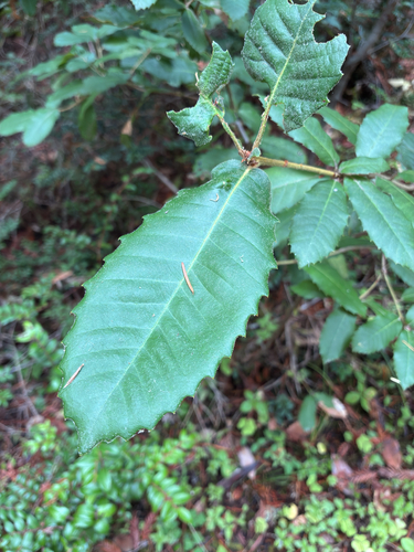 Lithocarpus observed 2026-10-25