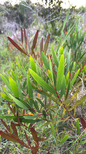 Acacia observed 2026-10-28
