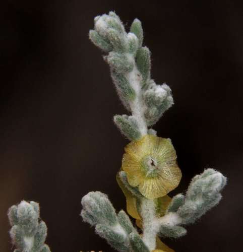 Image of Maireana radiata by (c) Russell Best, some rights reserved (CC BY)