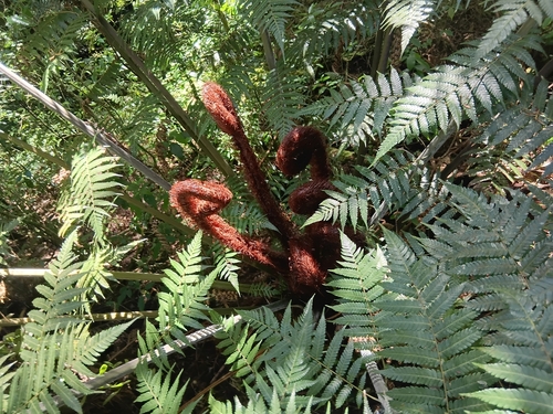 Cyathea observed 2026-10-28