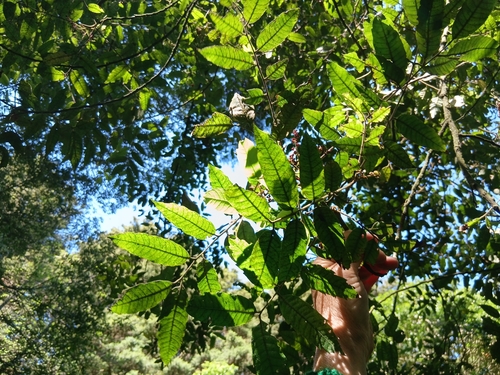 Alectryon excelsus observed 2026-10-28