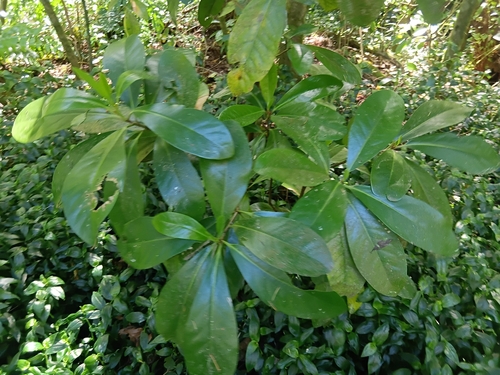 Corynocarpus laevigatus observed 2026-10-28