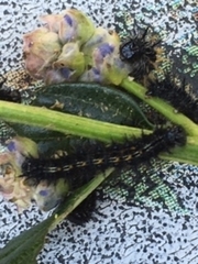 Nymphalis