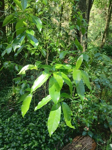 Melicytus ramiflorus observed 2026-10-28