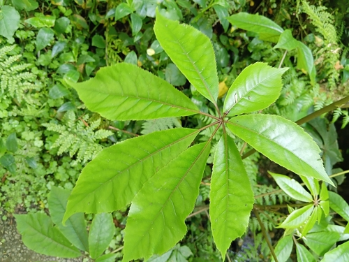 Schefflera observed 2026-10-28