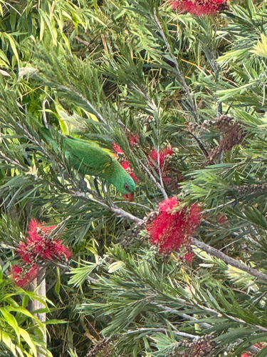 Trichoglossus chlorolepidotus, 2026-10-28