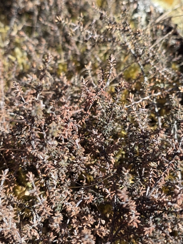 Styphelia observed 2026-10-28
