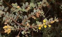 Acacia brachybotrya