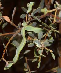 Acacia brachybotrya