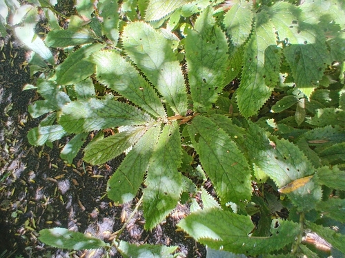 Elatostema observed 2026-10-28