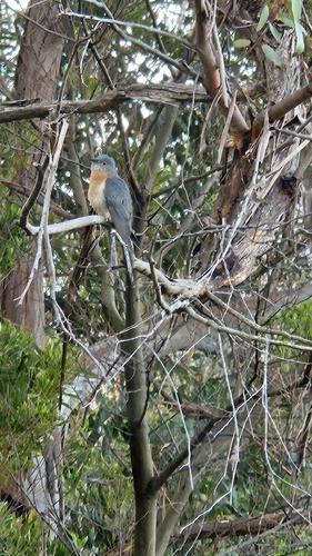 Cacomantis observed 2026-10-28