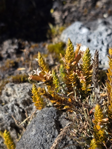 Styphelia observed 2026-10-28