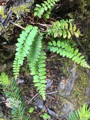 Polystichum imbricans imbricans