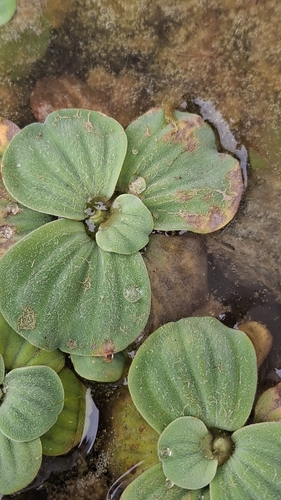 Pistia stratiotes observed 2026-10-27