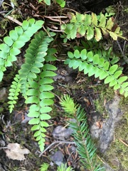 Polystichum imbricans imbricans