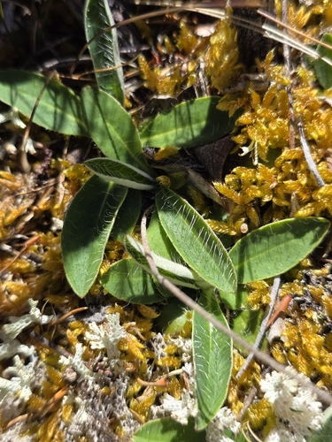 Pilosella officinarum observed 2026-10-28