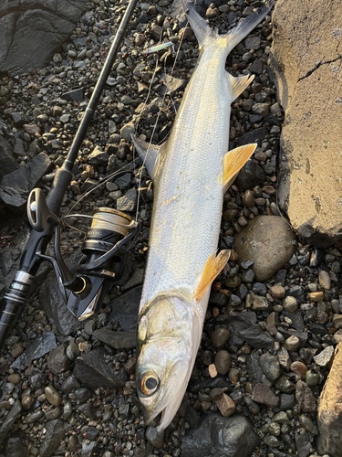 Elops hawaiensis observed 2026-10-27