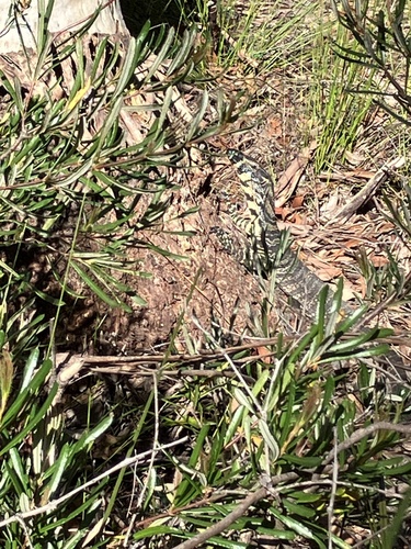 Varanus observed 2026-10-28