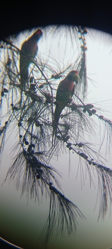 Psittacula alexandri observed 2026-10-28