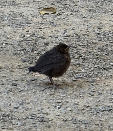 Turdus merula, 2026-10-28