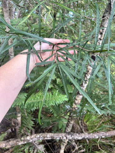 Nestegis lanceolata observed 2026-10-28