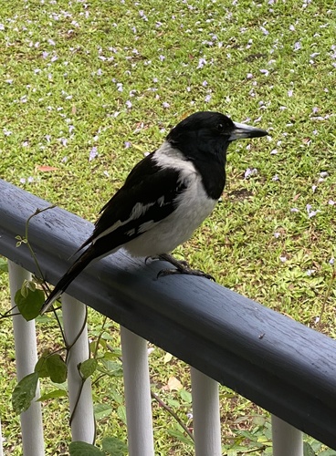 Cracticus nigrogularis observed 2026-10-28