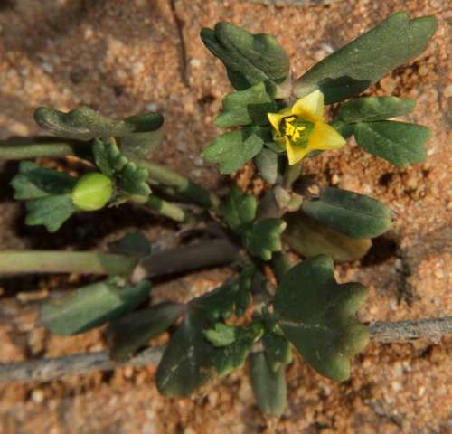 Image of Roepera crenata by (c) Russell Best, some rights reserved (CC BY)
