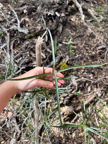 Nestegis lanceolata observed 2026-10-28