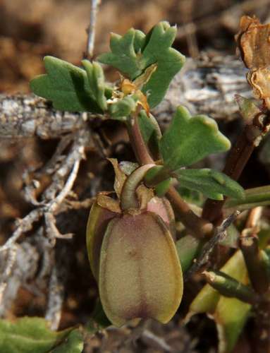 Image of Notched Twinleaf (Roepera crenata) by (c) Russell Best, some rights reserved (CC BY)