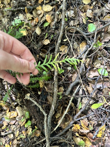 Polypodium observed 2026-10-28