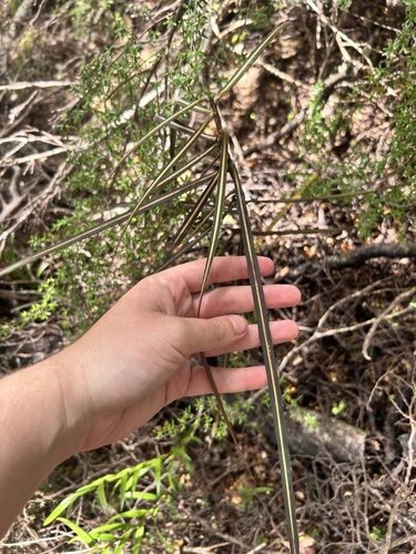 Pseudopanax crassifolius observed 2026-10-28