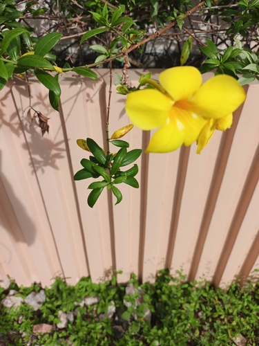 Allamanda cathartica observed 2026-10-28
