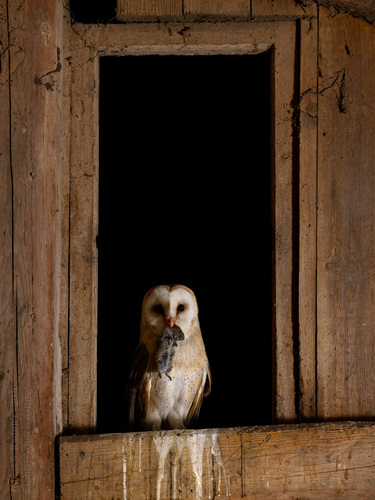 Tyto alba photograph by the iNaturalist community