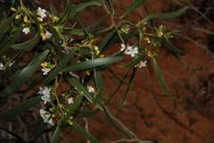 Myoporum platycarpum