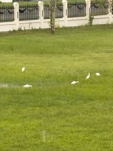 Bubulcus ibis observed 2026-10-28