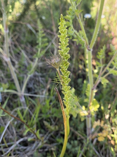 Microtis unifolia observed 2026-10-28