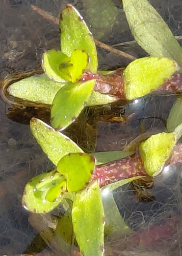 Gratiola sexdentata, 2026-10-28