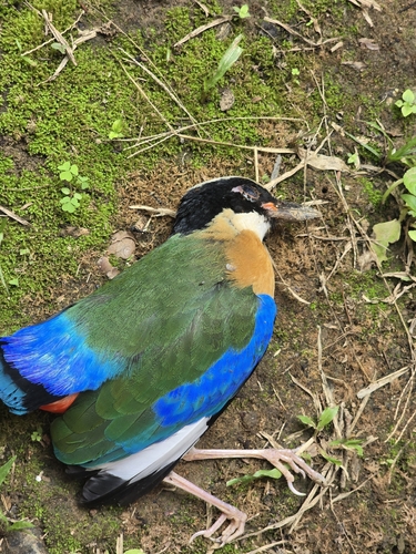 Pitta moluccensis, 2026-10-28