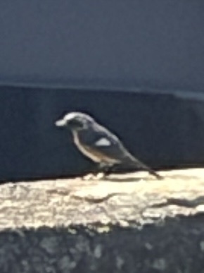 Phoenicurus auroreus observed 2026-10-28