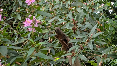 Callosciurus observed 2026-10-28
