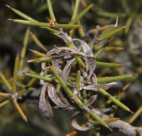 Image of Acacia colletioides by (c) Russell Best, some rights reserved (CC BY)