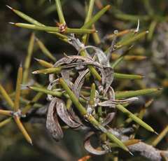 Acacia colletioides