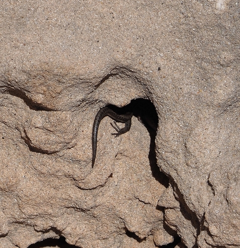 Cryptoblepharus observed 2026-10-28