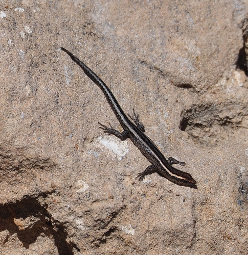 Cryptoblepharus observed 2026-10-28