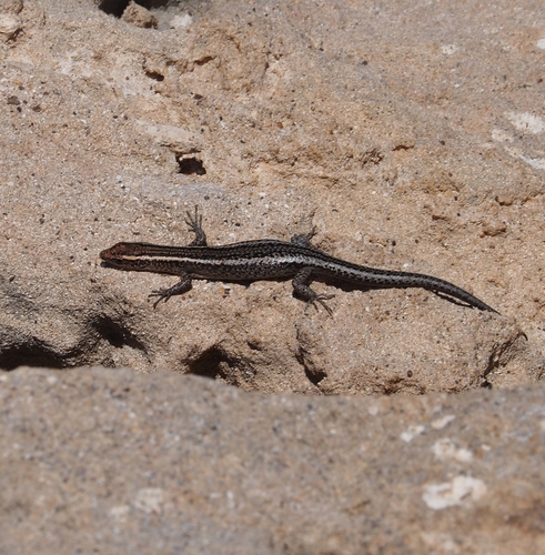 Cryptoblepharus observed 2026-10-28
