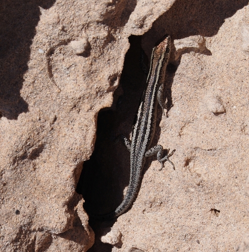 Cryptoblepharus observed 2026-10-28