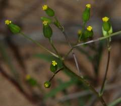 Senecio glossanthus