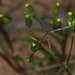 Senecio glossanthus - Photo (c) Russell Best, osa oikeuksista pidätetään (CC BY), lähettänyt Russell Best