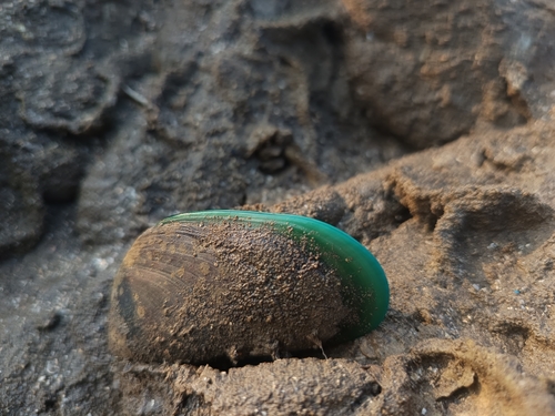 Perna viridis observed 2026-10-25