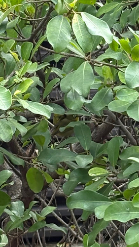 Zosterops observed 2026-10-28